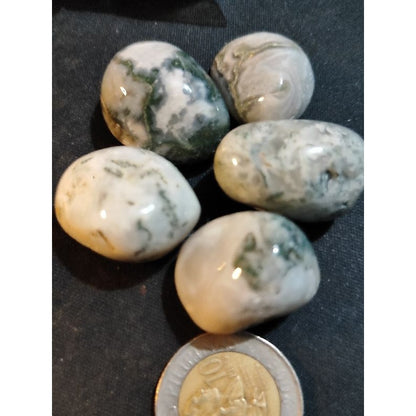CHEFFY Tree Agate Crystal Gemstone ( Large )